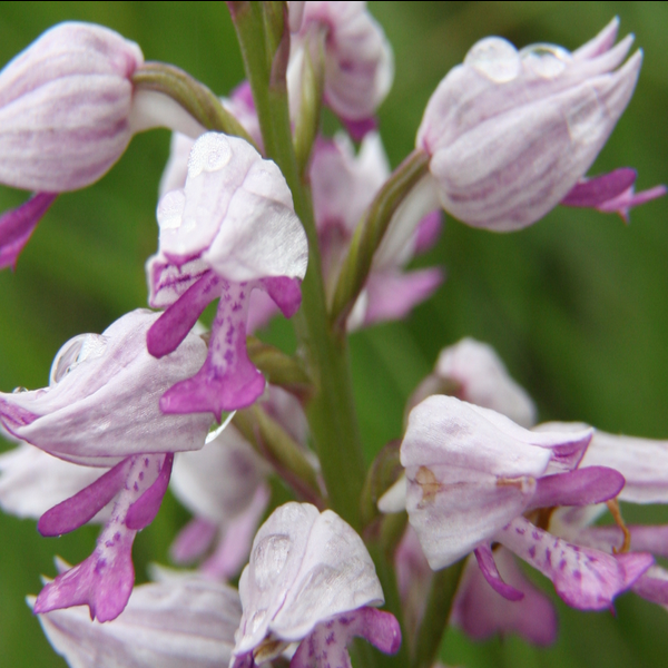 Orchis militaris
